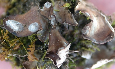 Peltigera ulcerata