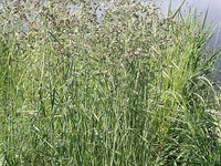 Dactylis glomerata