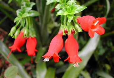 Mitraria coccinea