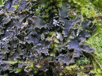 Peltigera collina