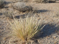 Stipa speciosa