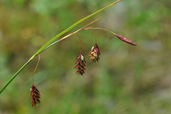 Carex magellanica