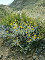 Senecio neaei