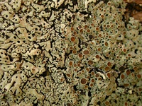 Menegazzia dispora