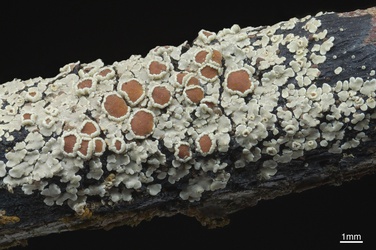 Xanthopsoroma contextum