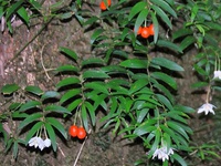 Luzuriaga radicans