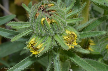 Madia sativa