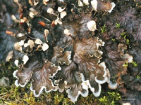 Peltigera praetextata