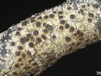 Degeliella versicolor