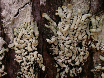 Menegazzia sanguinascens