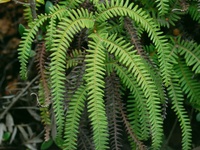 Gnaphalium cheiranthifolium