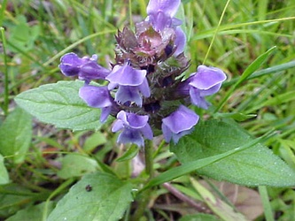 Prunella vulgaris