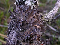 Pseudocyphellaria intricata