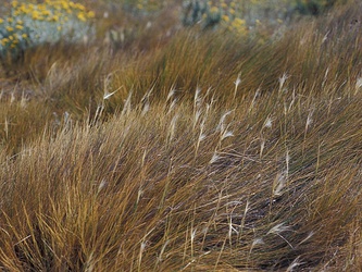 Stipa chrysophylla