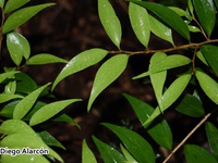 Griselinia ruscifolia