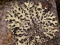 Hypotrachyna sinuosa