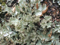 Platismatia glauca