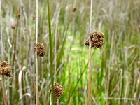 Juncus procerus