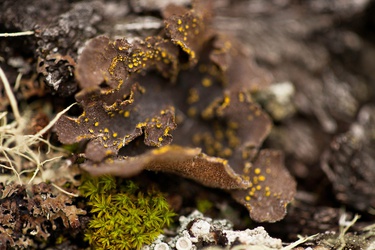 Pseudocyphellaria scabrosa