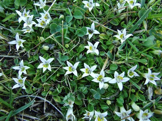 Lobelia oligophylla