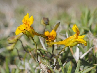 Magallana porifolia