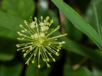 Hydrocotyle chamaemorus