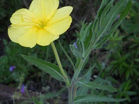 Oenothera affinis