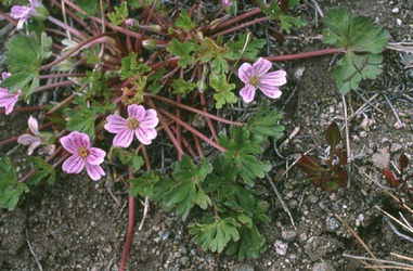 Geranium magellanicum