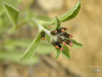 Gamochaeta spiciformis