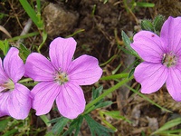 Geranium berteroanum