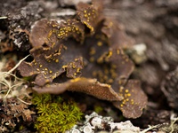 Pseudocyphellaria scabrosa