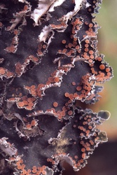 Leioderma pycnophorum