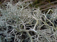 Usnea cornuta