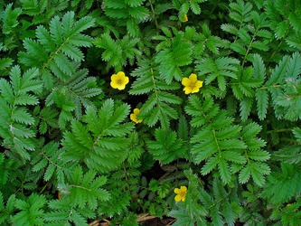 Potentilla anserina