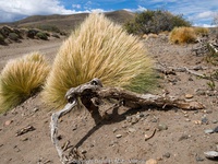 Setaria gracillima