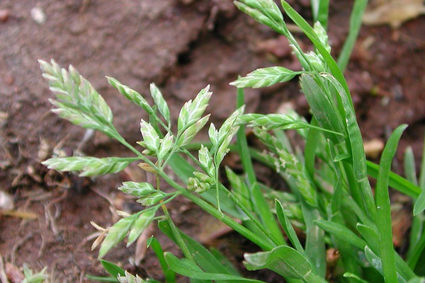 Poa annua