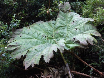 Gunnera tinctoria