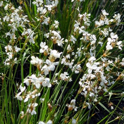 Libertia chilensis