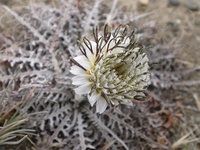 Hypochaeris incana