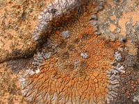 Placopsis perrugosa