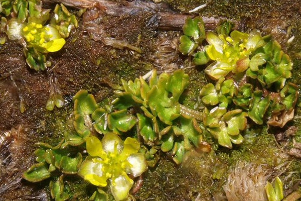 Ranunculus biternatus