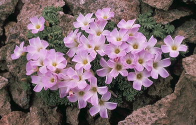 Oxalis adenophylla