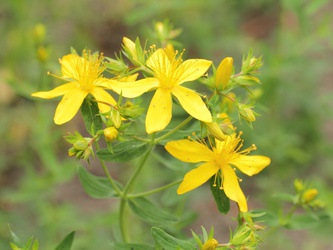 Hypericum perforatum