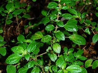 Pilea elliptica