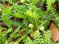 Leptinella scariosa