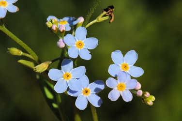 Myosotis scorpioides