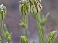 Silene magellanica