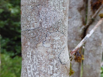 Laureliopsis philippiana