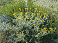 Senecio neaei