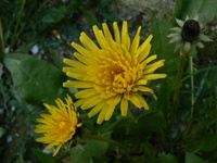 Taraxacum officinale